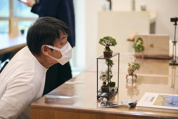 細細品味迷你真柏