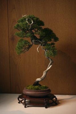 丹尼老師真柏美學